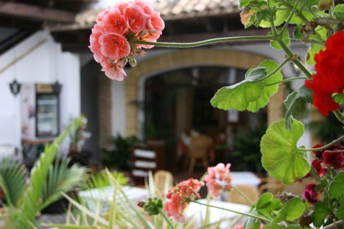 Hostal Torre De Guzman Конил-де-ла-Фронтера Екстериор снимка